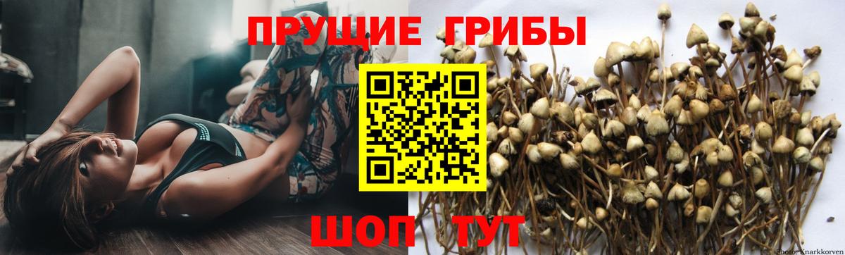 Псилоцибиновые грибы прущие грибы Арсеньев